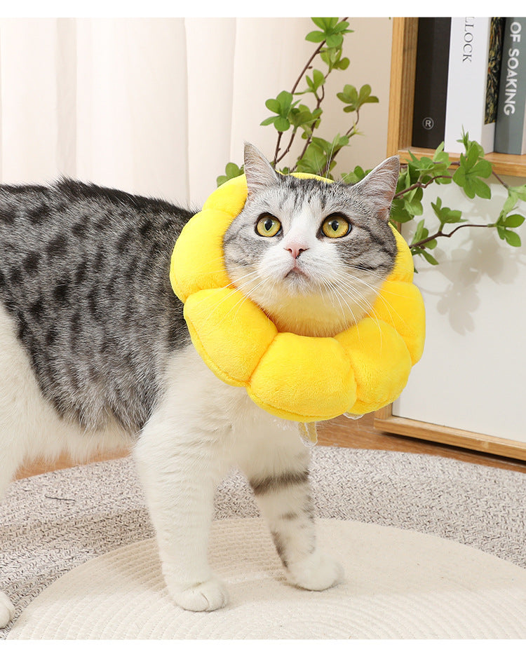 Cat Small Dog Recovery Collar