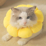 Cat Small Dog Recovery Collar