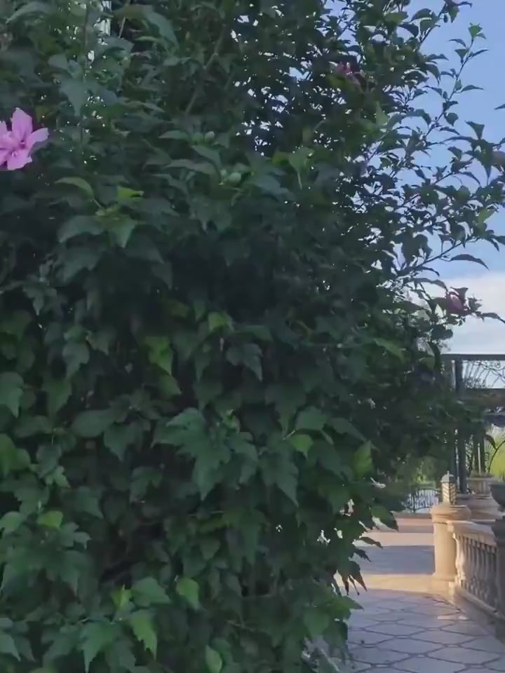 Classic Knitted Pet Sweater Overall Sweet Color Do